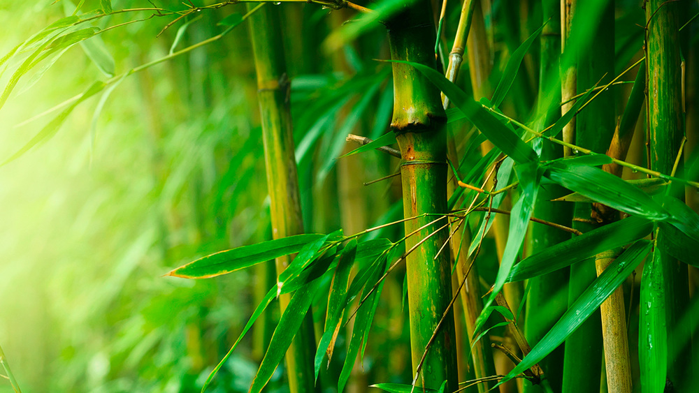 Fakta Penting tentang Bambu 
